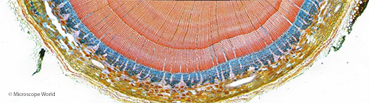 Microscopy image of woody stem cross section.