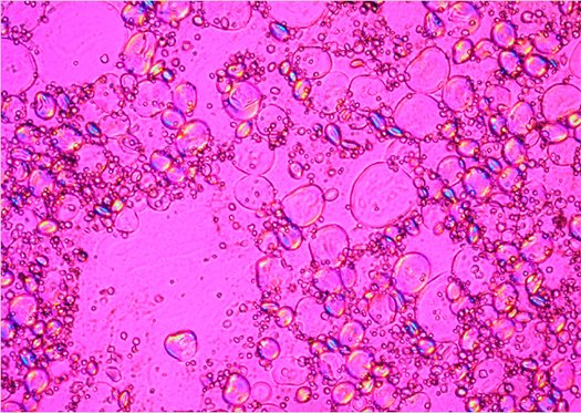 Imbibed Wheat Starch under the Microscope