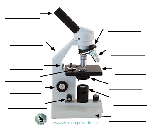 Labelled diagram of compound microscope