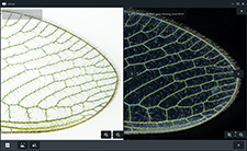 ZEISS Labscope microscope software split view