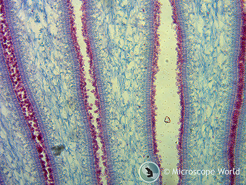 Mushroom captured under a digital microscope at 400x.