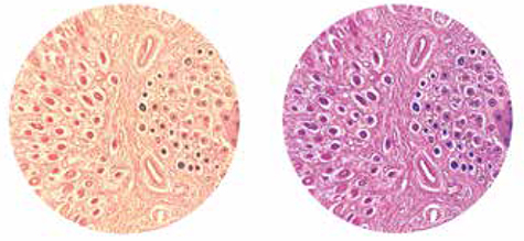 Microscope images shown with no filter and daylight balancing filter.