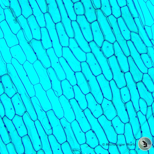 onion epidermis 100x microscope magnifiation