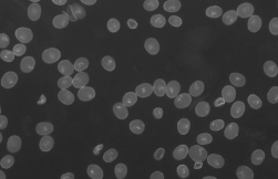 pollen grain image with fluorescence microscope