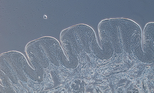 Rabbit Tastebuds under the Microscope