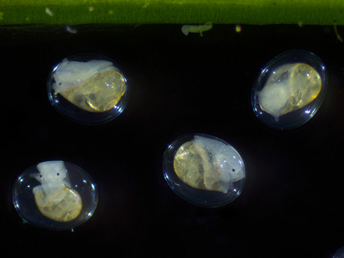 Snail under the Zeiss Stemi 305 Stereo Microscope with Reflected Light