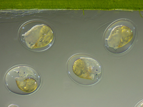 Snails under the Zeiss Stemi 305 microscope using reflected and transmitted light.