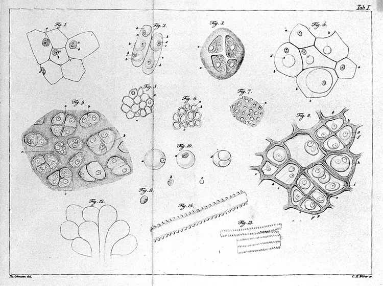Schwann's Mikroskopie 1839