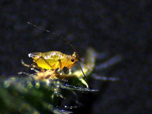 Aphid under the stereo microscope 