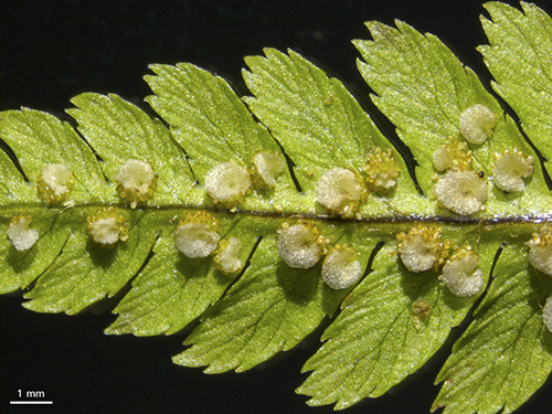 Fern spores under the Zeiss stemi 508 stereo microscope.