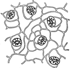 Plant Stomata