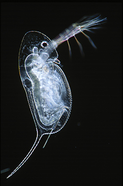 Daphnia captured under a biological microscope using darkfield microscopy.