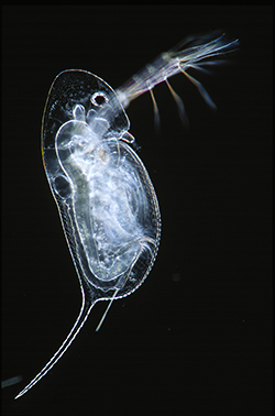 Daphnia captured with a stereo microscope using darkfield illumination.