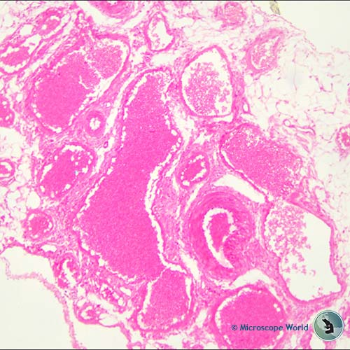 rabbit artery and vein under the microscope