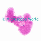Amoeba Microscope Image