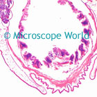 amphioxus microscope image