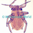 Aphid Microscope Image