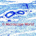 Cardiac Muscle Microscope Image