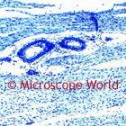 cardiac muscle microscope image