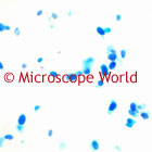 Chlamydomonas Microscope Image
