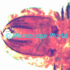 clamworm microscope image