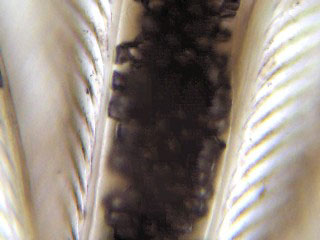 Microscope - bird feather 400x