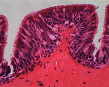 Tissue Image