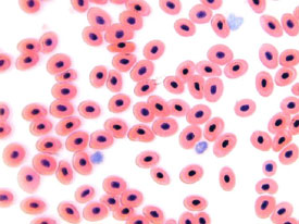 Microscope frog's blood 400x