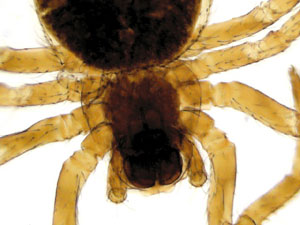 Microscope spider image 40x