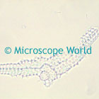 Foraminifera Microscope Image