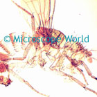 fruit fly microscope image