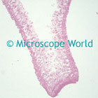 Hydra Microscope Image