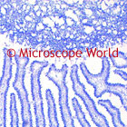 Mushroom Microscope Image