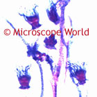 obelia microscope image