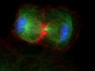 bovine cytoskeleton