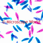 paramecium microscope image