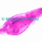 Plankton Microscope Image