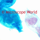 Rotifer Microscope Image