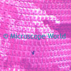 snail microscope image