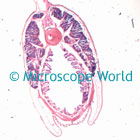 tadpole microscope image