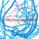 Zygnema Microscope Image