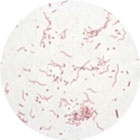 bacteria