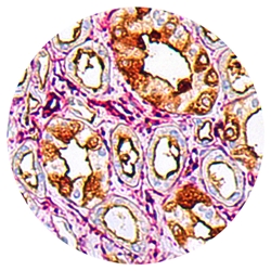 Cytology and Pathology Microscopes