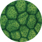 Fern Gametophyte