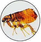 flea under microscope