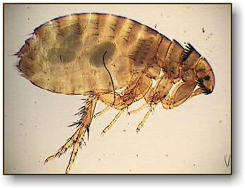 microscope flea