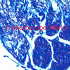 Human Spinal Cord Microscope Image