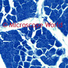 Striated Muscle Microscope Image