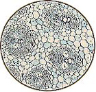 monocot