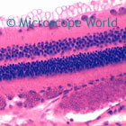 Optic Nerve Microscope Image
